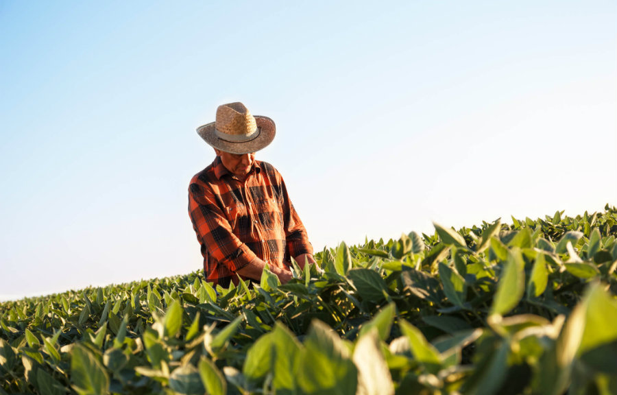 trabalhador rural em um campo, usando chapéu de palha e camisa xadrez laranja